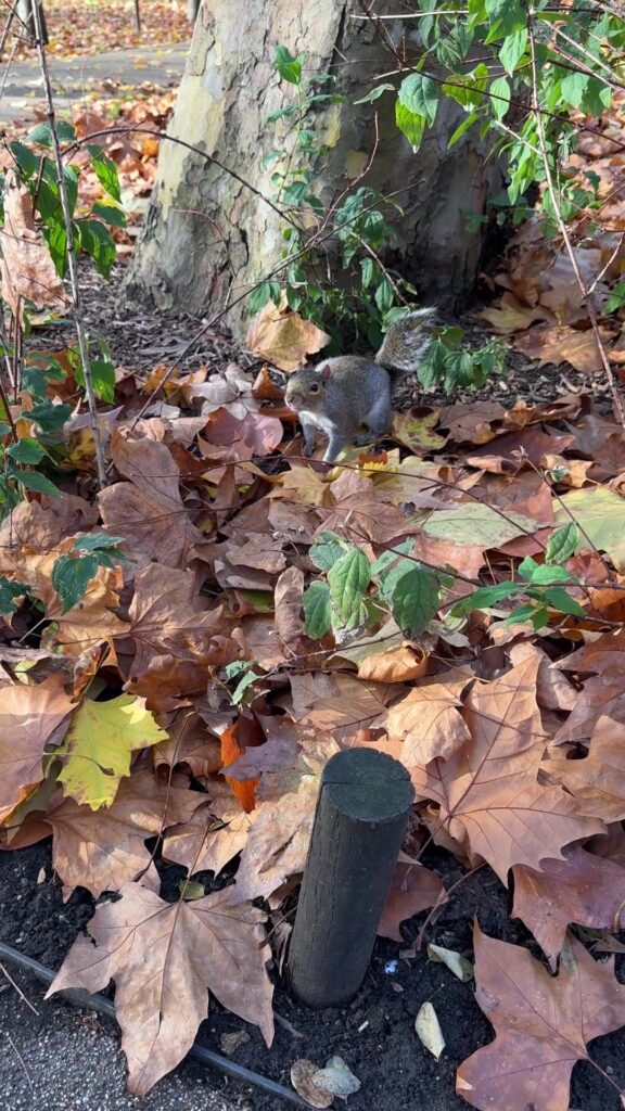 ラッセルスクエアで見かけたリス